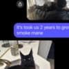 Black Maine coon girl photo 2