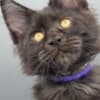 Black Maine coon girl photo 3