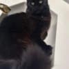 Black Maine coon girl photo 4