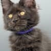 Black Maine coon girl photo 5