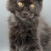 Black Maine coon girl photo 6