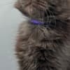 Black Maine coon girl photo 7