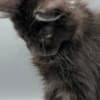Black Maine coon girl photo 8