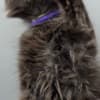 Black Maine coon girl photo 9