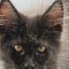 Black Maine coon girl photo 10