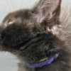 Black Maine coon girl photo 11