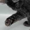 Black Maine coon girl photo 12