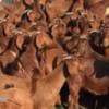 Boer and Kalahari Red goats for sale photo 1