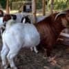 Boer and Kalahari Red goats for sale photo 2