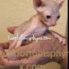 Sphynx male kittens very sweet photo 1