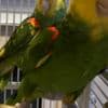 Double Yellow Amazon Pair photo 1