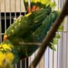 Double Yellow Amazon Pair photo 2
