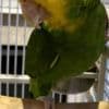 Double Yellow Amazon Pair photo 3