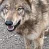 Hc wolf dog puppies photo 1