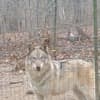 Hc wolf dog puppies photo 5