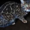 F2 male Bengal photo 1