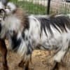 Nigerian Dwarf Goats photo 1