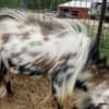 Nigerian Dwarf Goats photo 2