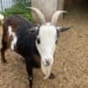 Nigerian Dwarf Goats photo 5
