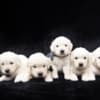 Golden Retriever Puppies photo 3