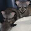 Bat eared fox photo 1