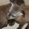 Bat eared fox photo 3