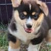 Beautiful American Corgi Puppies photo 2