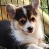 Beautiful American Corgi Puppies photo 1