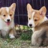Beautiful American Corgi Puppies photo 3