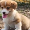 Beautiful American Corgi Puppies photo 5
