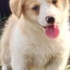 Beautiful American Corgi Puppies photo 6