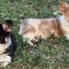 Beautiful American Corgi Puppies photo 9