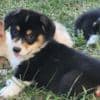 Beautiful American Corgi Puppies photo 10