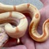Boa Constrictor Babies photo 2