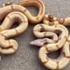 Boa Constrictor Babies photo 1