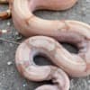 Boa Constrictor Babies photo 3