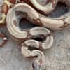 Boa Constrictor Babies photo 4