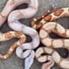 Boa Constrictor Babies photo 5
