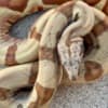 Boa Constrictor Babies photo 6
