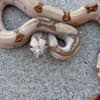 Boa Constrictor Babies photo 7