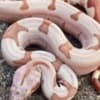 Boa Constrictor Babies photo 9