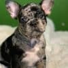 Adorable Frenchies photo 2