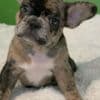 Adorable Frenchies photo 3