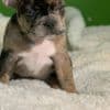 Adorable Frenchies photo 4