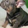 Adorable Frenchies photo 5