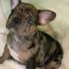 Adorable Frenchies photo 6