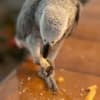 !!!African Grey Parrots for sale photo 1