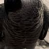 !!!African Grey Parrots for sale photo 2