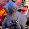 California bullycats sphynx bambino photo 1