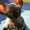 California bullycats sphynx bambino photo 2